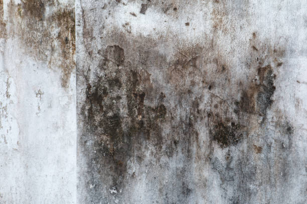 Professional Mold Removal in Magnolia Springs, AL