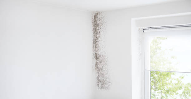 Professional Mold Removal in Magnolia Springs, AL