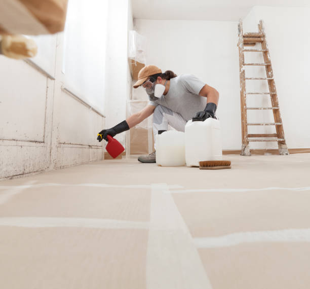 Best Basement Mold Removal  in Magnolia Springs, AL