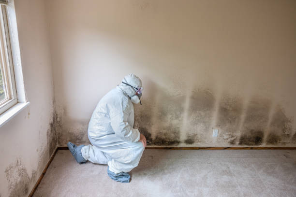 Best Emergency Mold Remediation  in Magnolia Springs, AL