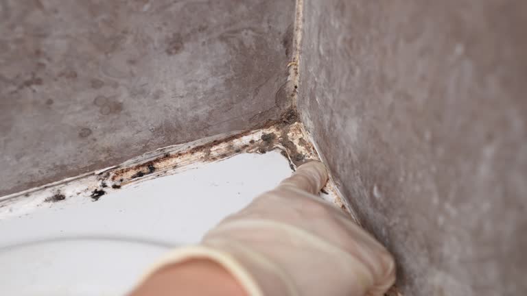 Best Comprehensive Air Testing for Mold Contaminants  in Magnolia Springs, AL